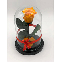 Оранжевая роза в колбе из стекла
