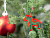 Подвеска Animals, 3D-печать на заказ, лошадь - миниатюра - рис 6.
