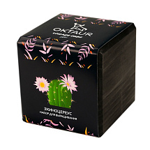 Набор для выращивания Small village cube Эхиноцереус