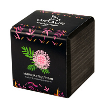 Набор для выращивания Small village cube Мимоза стыдливая